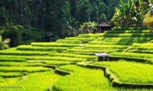 9 Pesona Wisata Ubud