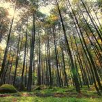 Hutan Pinus Asri, Pesona Alam Indah Nan Eksotis di Bantul Jogja