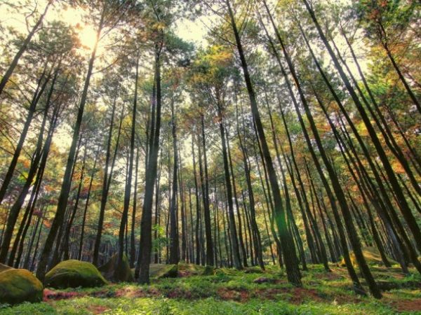 Hutan Pinus Asri, Pesona Alam Indah Nan Eksotis di Bantul Jogja