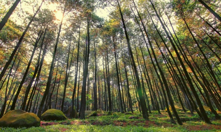 Hutan Pinus Asri, Pesona Alam Indah Nan Eksotis di Bantul Jogja