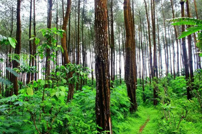 Hutan Pinus Girimulyo