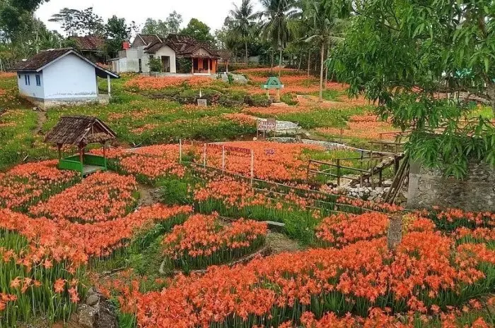 Kebun Bunga Amarilis
