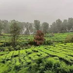 Agrowisata Gunung Mas