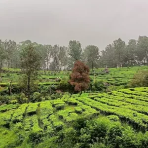 Agrowisata Gunung Mas, Destinasi Alam yang Cocok Untuk Liburan Keluarga di Puncak