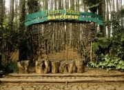Hutan Pinus Mangunan: Surga Alam Asri di Bantul yang Menawarkan Keteduhan