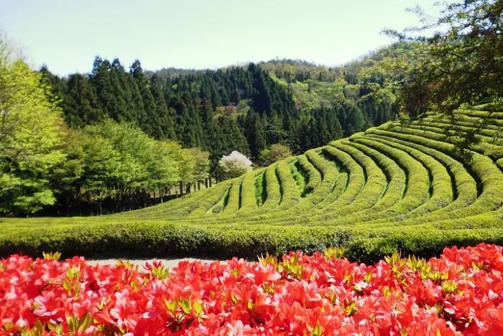 Daehan Dawon Tea Plantation - Romantis dan Instagramable