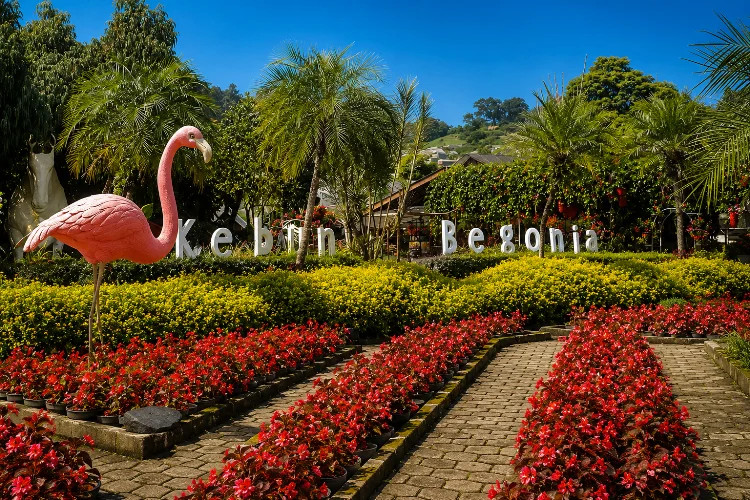 Taman Begonia, Surga Bunga Warna-Warni di Lembang