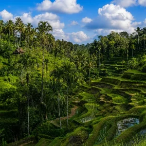 10 Tempat Wisata di Ubud (Bali) yang Hits dan Instagramable