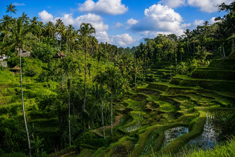 10 Tempat Wisata di Ubud (Bali) yang Hits dan Instagramable